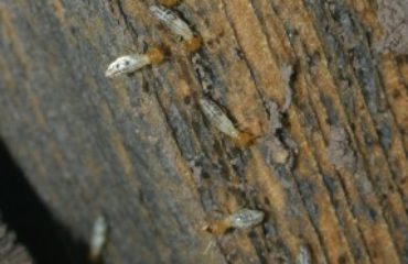 Termites on Wood | Termite Control | Any Pest Inc.