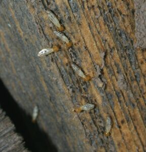 Termites on Wood | Termite Control | Lookout Pest Control