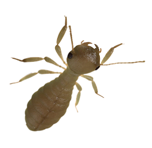 termite2-303x295 | summer pest control | Anypest