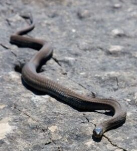 snake | Any Pest