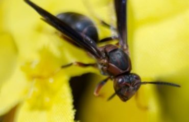 bees, wasps, and hornets | Any Pest