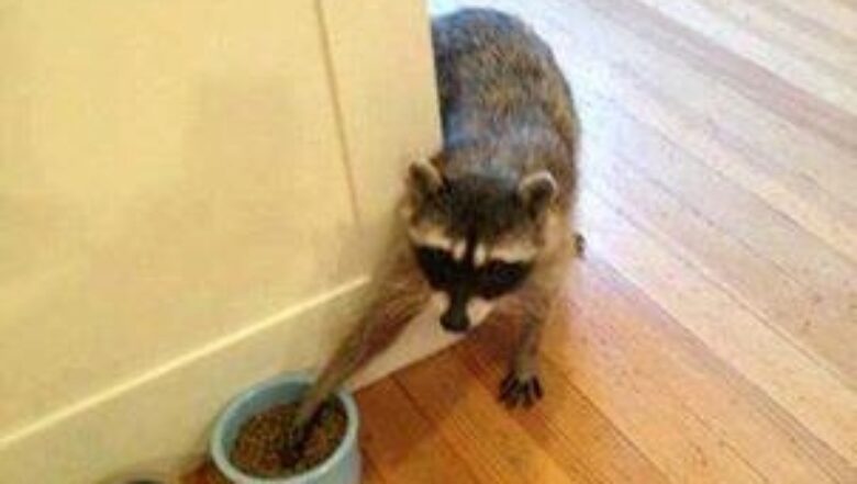 Hungry Raccoon | Any Pest Inc.