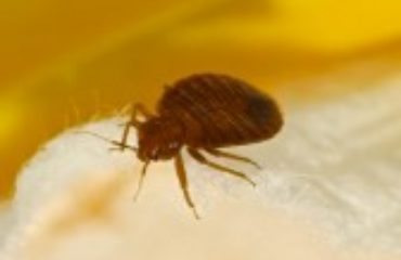 Bed Bugs | What You Need to Know