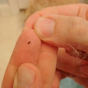 Protecting your pets from fleas