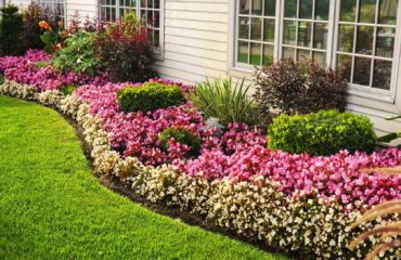 Landscaping Flowers | Summer Pest Control | Any Pest Inc.