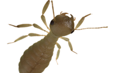 Termite | Termite Control | Any Pest Inc.
