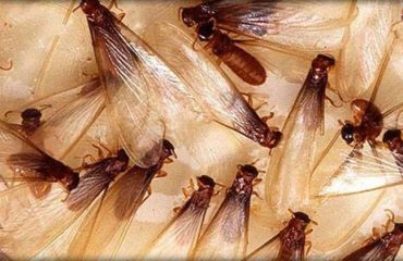 termite infestation | Any Pest Inc.