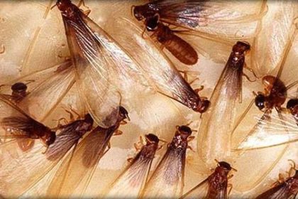 termite_wings termite infestation | Any Pest Inc.
