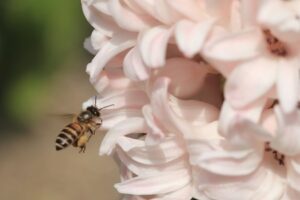 Wasps, Hornets, and Honey Bees - Pest Control