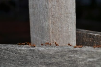 ants ants