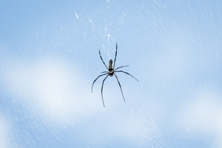 Spider Infestation | Lookout Pest Control