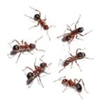 ants | Lookout Pest Control