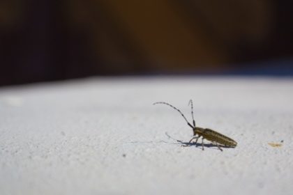 Fall Pest-proofing Fall Pest-proofing