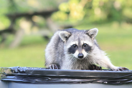 raccoon wildlife control raccoon wildlife control