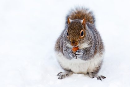 animal-brown-cold-creature-87433-1 Winter Squirrel Eating Nuts in Snow | Any Pest Inc.