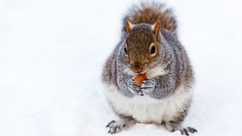 Winter Squirrel Eating Nuts in Snow | Any Pest Inc.
