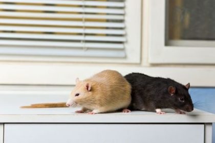 rats rats