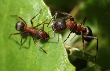 Spring Pests | ants