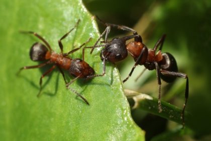 Spring Pests | ants Spring Pests | ants