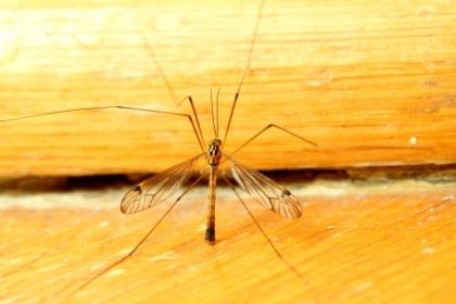 mosquito | Spring Pest Control mosquito | Spring Pest Control