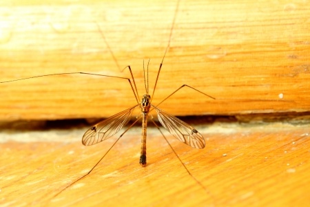 mosquito | Spring Pest Control
