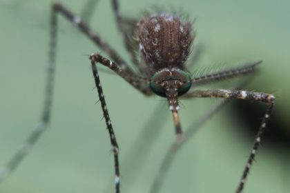 mosquito treatment mosquito treatment