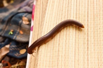 summer pest | millipede summer pest | millipede