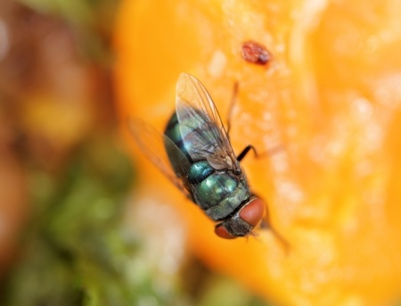 fruit fly summer pest control