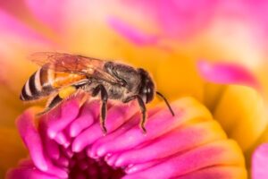 bees, wasps, and hornets | Any Pest