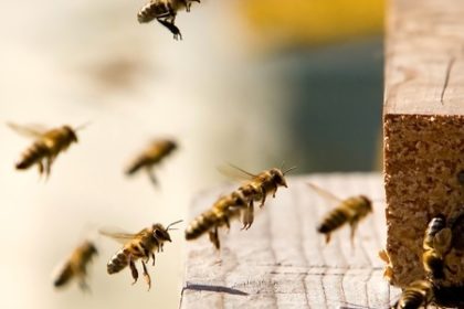 bees, wasps, and hornets bees, wasps, and hornets
