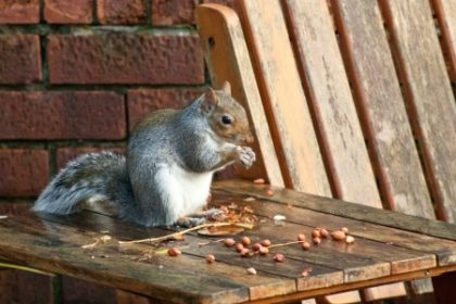 Fall pest control forecast | gray squirrel Fall pest control forecast | gray squirrel