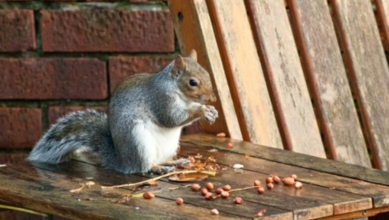 Fall pest control forecast | gray squirrel