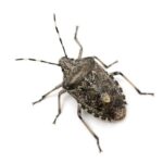 stink bug | Any Pest Inc.