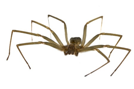 Brown Recluse Spider | Lookout Pest Control