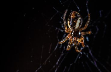 Poisonous Spiders in Georgia | Any Pest