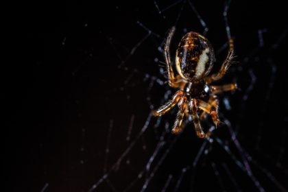PoisonousSpidersinGeorgiaAnyPest Poisonous Spiders in Georgia | Any Pest