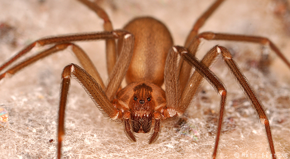 poisonous-spider-bite