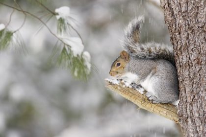Winter Pest Control Forecast Winter Pest Control Forecast