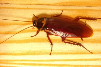 cockroach | Any Pest Inc. cockroach | Any Pest Inc.