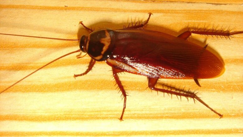 cockroach | Any Pest Inc.