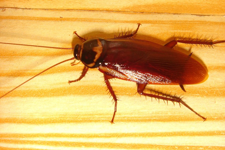 cockroach | Lookout Pest Control