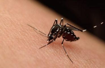 Zika Virus | Any Pest Inc.