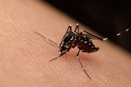 Zika Virus | Lookout Pest Control