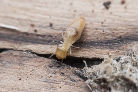Termite Infestation | Any Pest Inc.