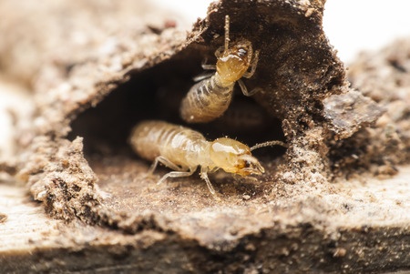 termite infestation | Lookout Pest Control