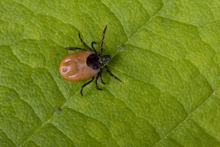 Tick on leaf | Any Pest Inc.