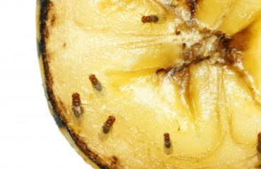 gnats and fruit flies | Any Pest Inc.