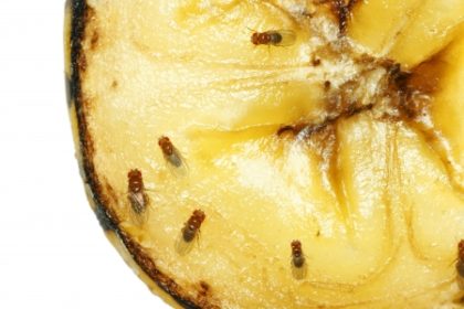 gnats and fruit flies | Any Pest Inc. gnats and fruit flies | Any Pest Inc.
