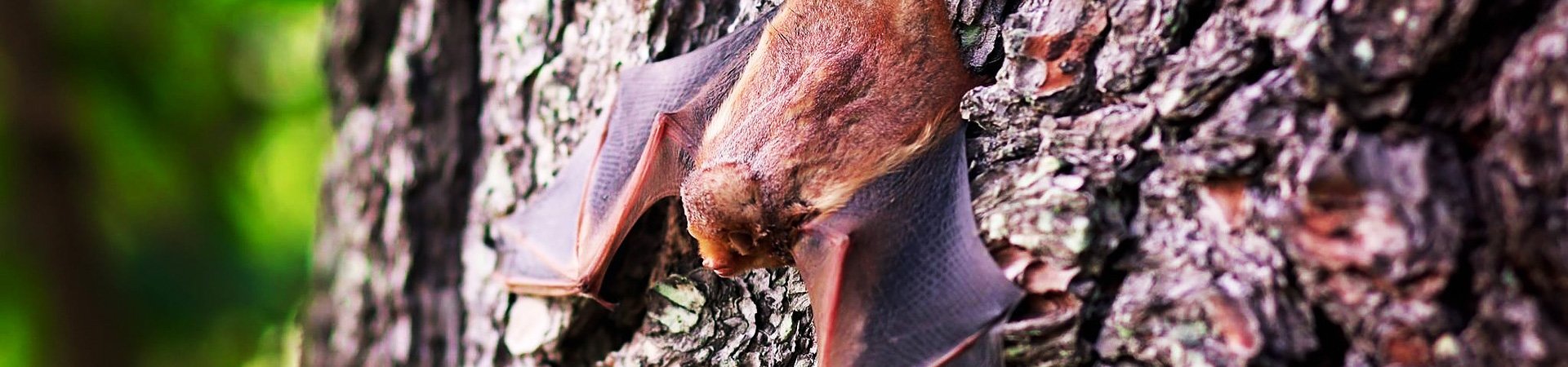 Bat Control | Any Pest