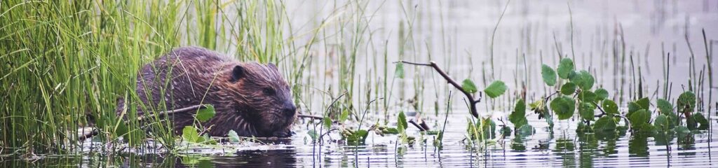 beaver-control-in-georgia-beaver-control-services-lookout-pest-control